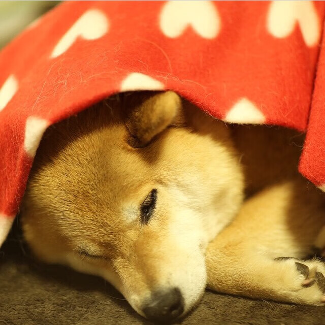 卡塔尔深夜战术博弈，一场计算器上诞生的胜利如何为F1新赛季定调