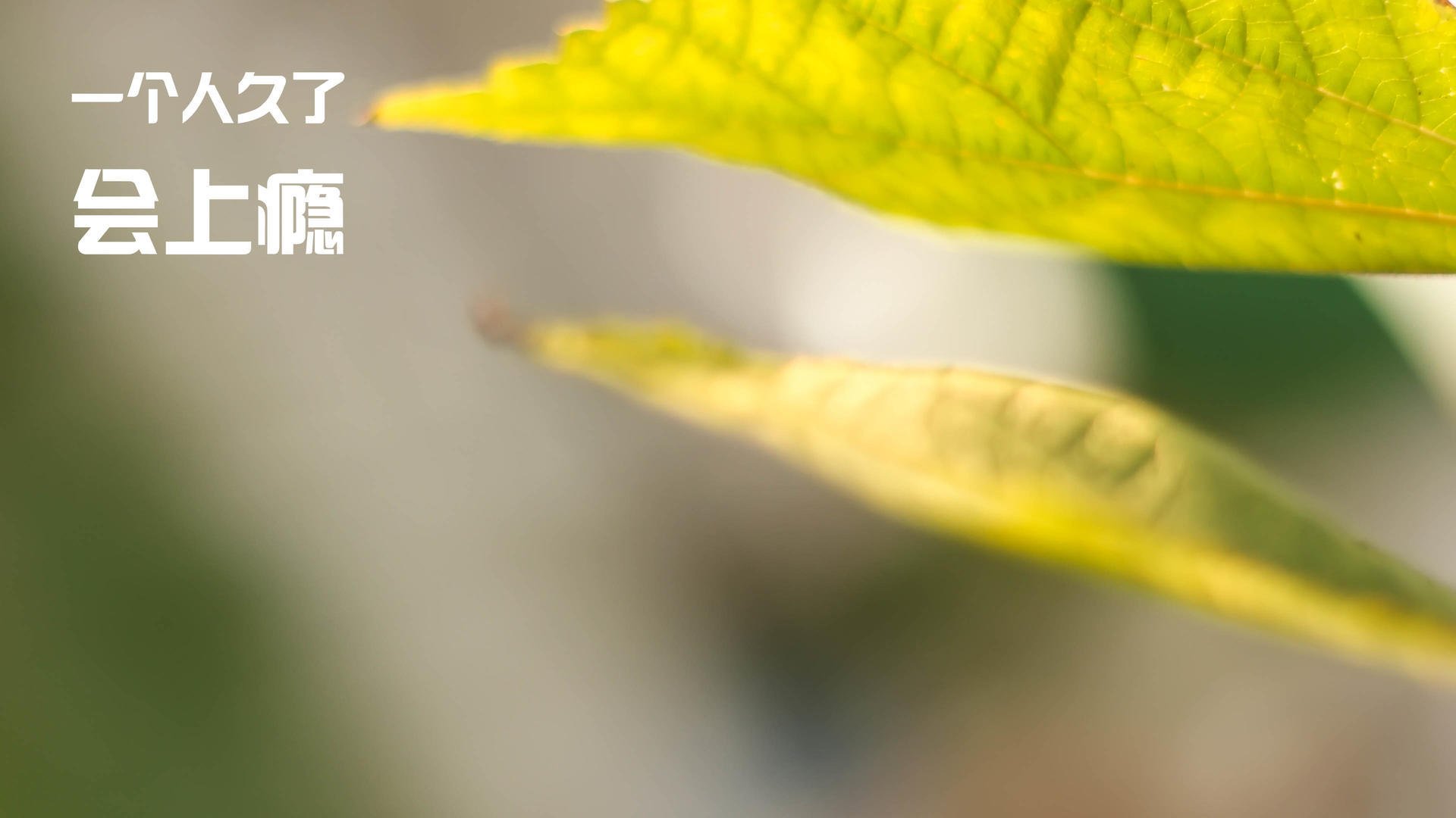 无声处听惊雷,当布克在篮网与独行侠的鏖战中成为定海神针